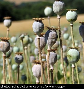 Photo of opium poppy seedheads