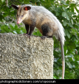 Photo of an opossum