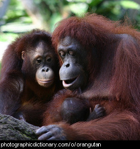 Photo of a family of orangutans