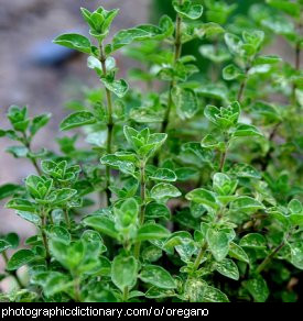 Photo of oregano