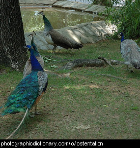 Photo of a group of peacocks