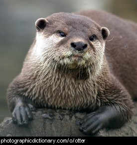 Photo of an otter.