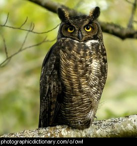 Photo of an owl