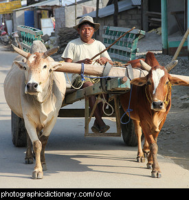 Photo of a pair of oxen.