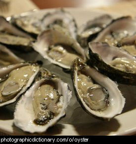 Photo of some oysters in the shell