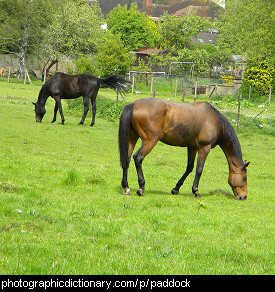 Photo of horses in a paddock.