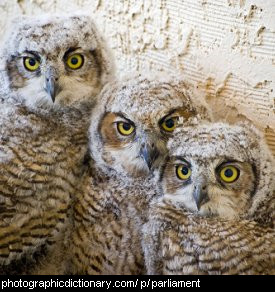 Photo of a group of owls