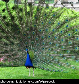 Photo of a peacock
