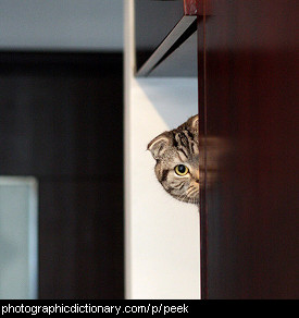 Photo of a cat peeking