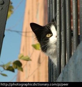 A cat peering out