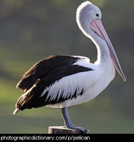 Photo of a pelican