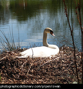 Photo of a swan