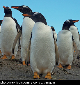 Photo of penguins