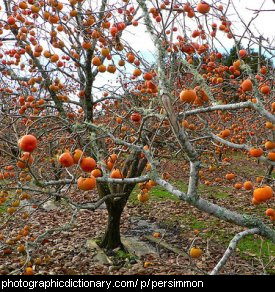 Photo of persimmon trees