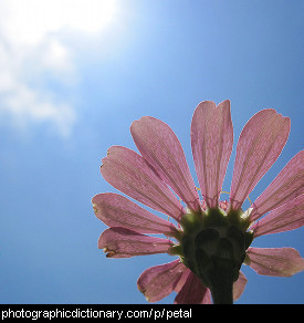 Photo of flower petals