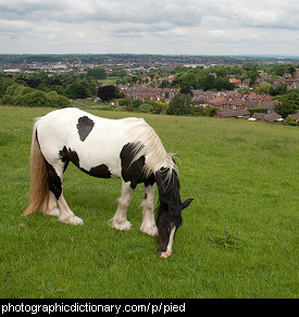 Photo of a piebald horse