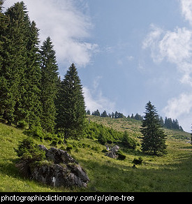 Photo of pine trees