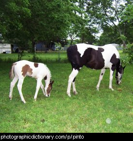 Photo of pinto horses