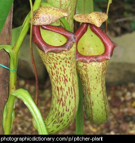 Photo of a pitcher plant