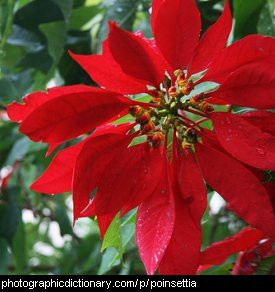 Photo of a poinsettia