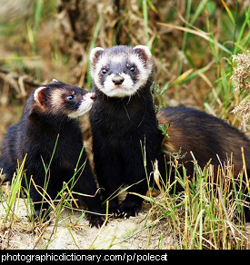 Photo of two polecats.