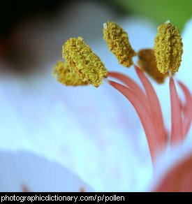 Photo of pollen in a flower