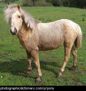 Photo of a pony