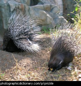Photo of a group of porcupines