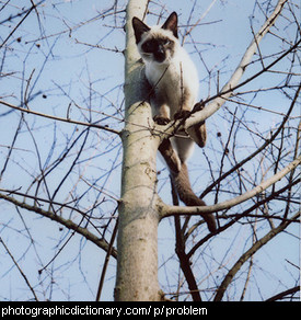 Photo of a cat stuck up a tree