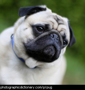 Photo of a pug