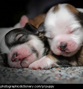 Photo of puppies.