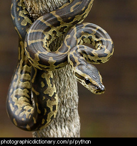Photo of a python