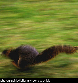 Photo of a squirrel running