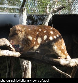 Photo of a spotted quoll