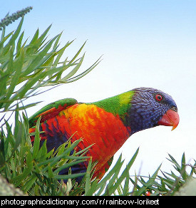 Photo of a rainbow lorikeet.