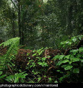 Photo of a rainforest.