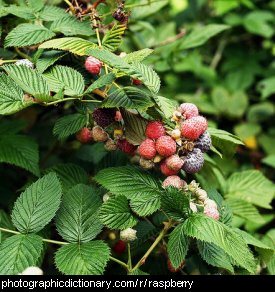 Photo of a raspberry bush