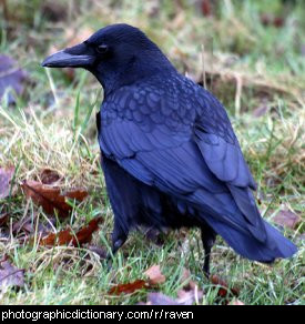 Photo of a raven