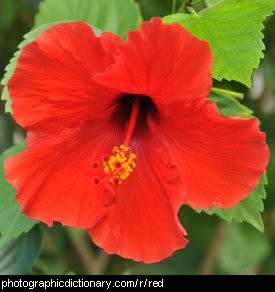 Photo of a red flower