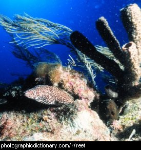 Photo of a coral reef