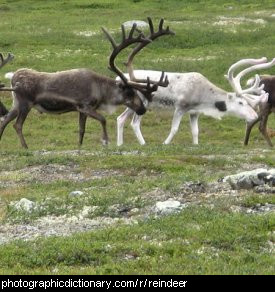 Photo of some reindeer