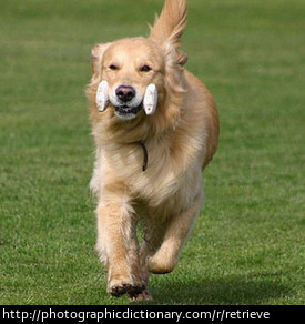 Dog retrieving a stick