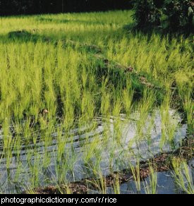 Photo of a rice paddy