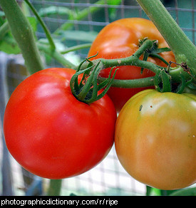 Photo of ripening tomatoes