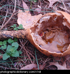 Photo of a rotting gourd