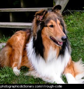 Photo of a rough collie