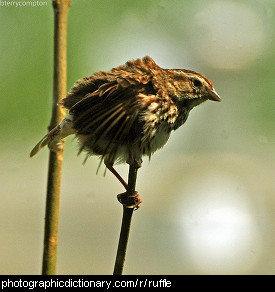 Photo of a bird with ruffled feathers