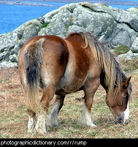 Photo of a horse's rump