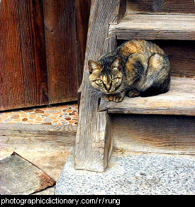 Photo of a cat on the rung of a ladder.