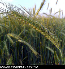 Photo of a rye crop